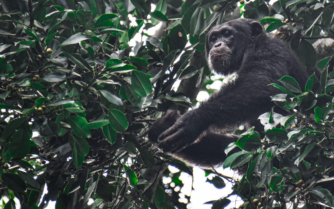 Tracking the last of the West African Chimpanzees in Taï National Park, Côte d’Ivoire