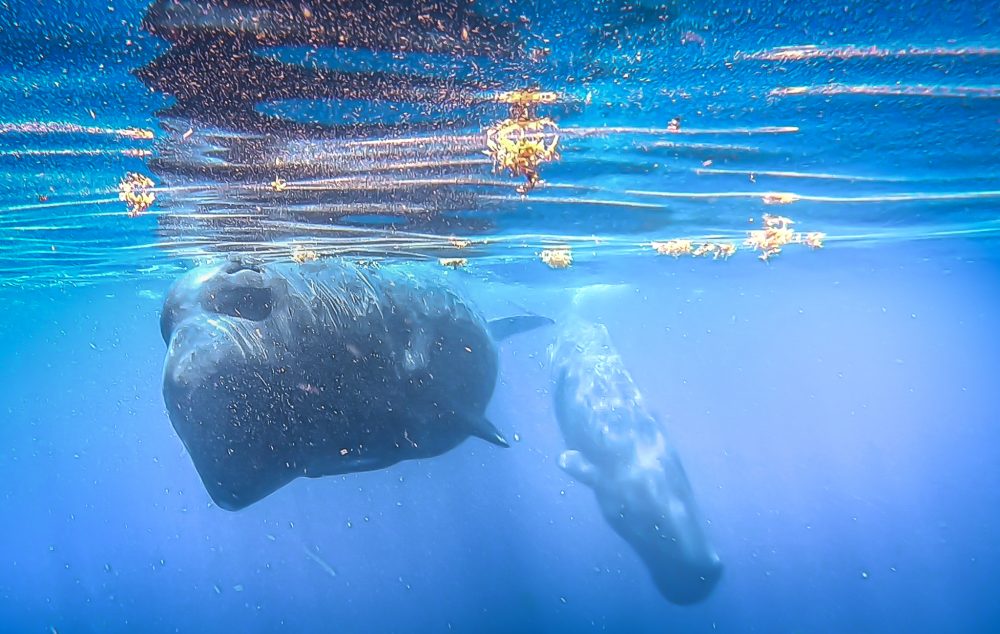 Swimming with Sperm Whales-World’s Largest Toothed Predator and Exploring Dominica’s Wealth of Natural Treasures 