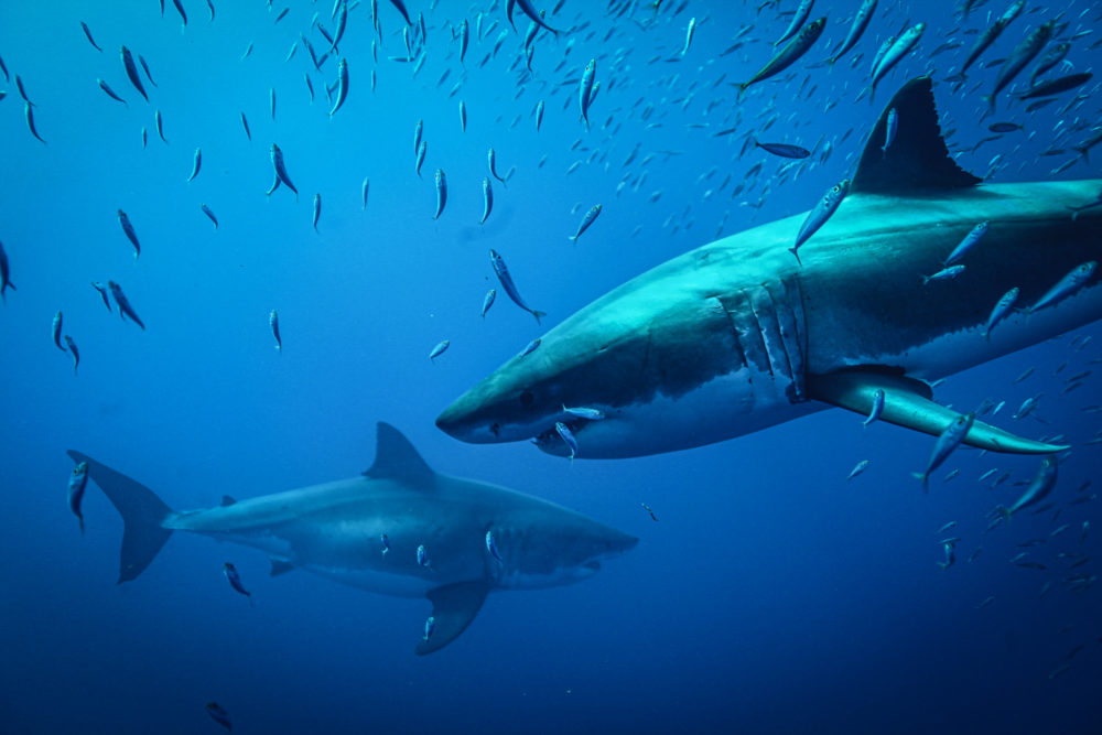 Cage Diving with Great White Sharks in Guadalupe Island, Mexico & South Africa