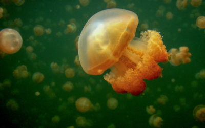 Jellyfish lake, Kayaking and Solo Camping on the Rock Islands and Exploring Caves with Skeletal Remains from the WWII Battles on Peleliu Island