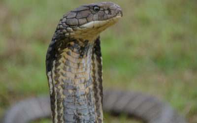A Couple Days with the Bali Reptile Rescue Team Rescuing and Relocating King Cobras & Other Snakes