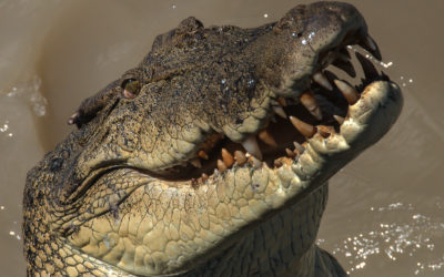 The Australian Outback-Exploring Kakadu National Park in the Northern Territories