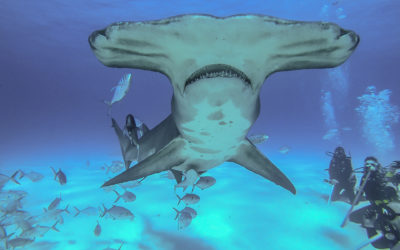 Diving with Great Hammer Head and Bull Sharks in Bimini Island