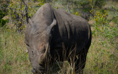 One of Africa’s Greatest National Parks and One of the Only Parks Where You Can Drive Your Own Vehicle Up to Wild African Animals, South Africa