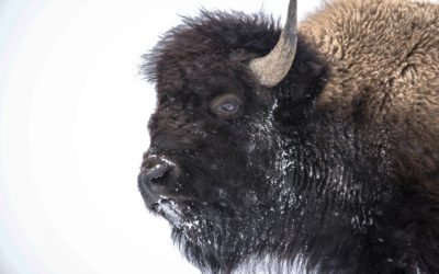 Yellowstone National Park in Winter