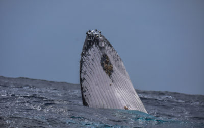 Swimming with Humpback Whales in Eua Island and Getting to Know One of the Most Traditional South Pacific Island Nations