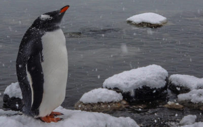 Antarctica-Crossing the Violent Seas of the Drake Passage to Visit the World’s Last True Wilderness, An Icy Paradise Where Penguins, Seals and Whales Have No Fear of Humans