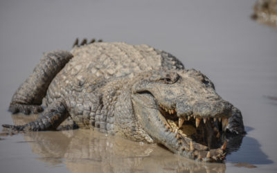 Painted Villages and Friendly Crocodiles that Live Side by Side with Villagers in A Country of Kindhearted People Marred by Conflict