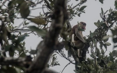 Searching for One of the Most Bizarre Looking Species of Monkey- Proboscis Monkeys in Mangrove Swamps, Sultanate of Brunei