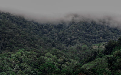 Tracking Wild Tigers and Orangutans with a Live Goat as Bait-But in the End the Goat Became Our Friend-Sumatra