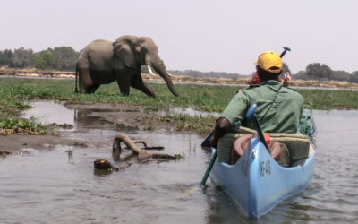 Attacked by a Hippo in Mana Pools National Park, Zimbabwe