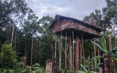 Into the Deep Jungles of Papua to Visit the Korowai People