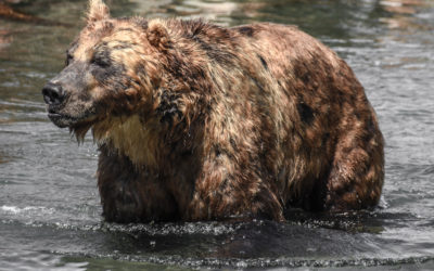 River Rafting Among Grizzly Bears, Chasing Killer Whales and Volcano Hopping in a Soviet Era Military Helicopter  