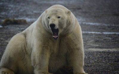 Watching Polar Bears in the Inupiat Village of Kaktovik on the Edge of the Arctic National Wildlife Refuge