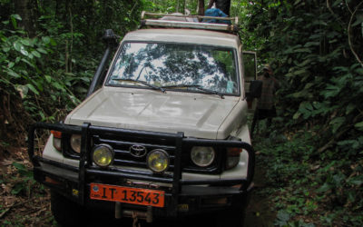 Traveling Overland via Public Transport in Search of the Great Central African Jungles to Discover a Treasure Trove of Wildlife in Lobeke National Park & Being Charged by a Silverback Gorilla