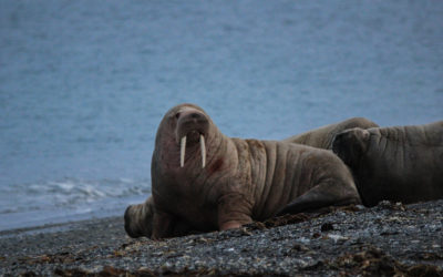 Exploring the High Arctic and Abandoned Soviet Era Mining Towns-Svalbard Arctic Islands