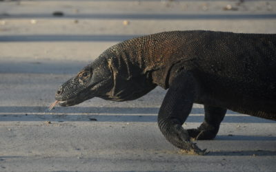 Hiring a Skiff to See the Giant Dragons of Komodo Island and Walking Through a Snake Cave in Waist High Bat Excrement in Search of Reticulated Pythons