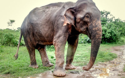 Discovering Sri Lanka’s Wild Elephants and Rainforests Teeming with Reptiles