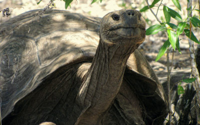Independant Travel to the Galapagos Islands