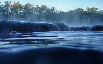 Swimming with Wild Manatees in Central Florida