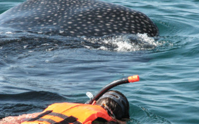 Cave Diving, Swimming with Whale Sharks, Sneaking into Mayan Pyramids and Magical Cenotes