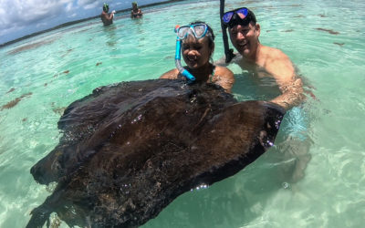 Swimming with Southern Sting Rays in Antigua