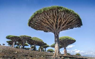 Yemen’s Fairy Tale Island Paradise of Socotra
