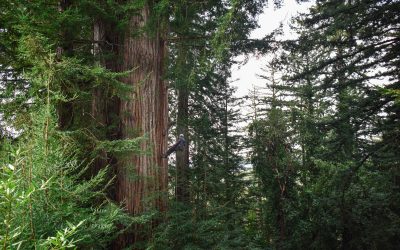Climbing to the Top of a Massive 200′ Tall Redwood Tree, Northern California