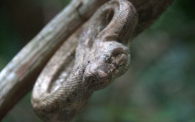 Navigating the Vast Road-less and Narco-Trafficker Ridden Rainforests of La Mosquitia, Honduras