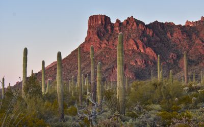 Arizona-Wild West Scenery of Canyons and Huge Cactus Filled Deserts