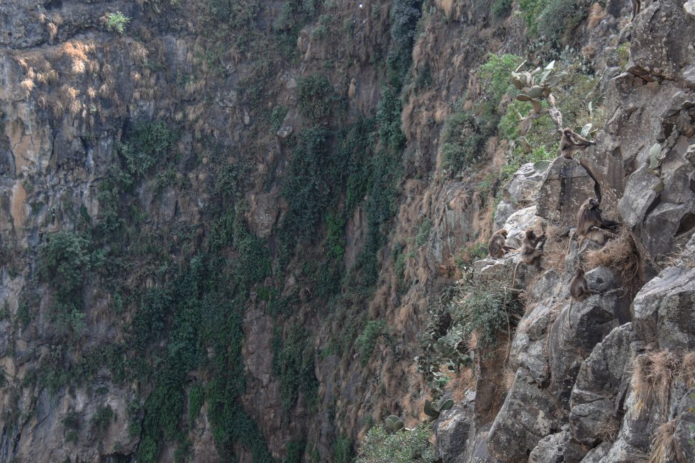 Harar Rocks Ancient Muslim City of Harar, Gelada Baboons and the Rock Hewn Churches ...