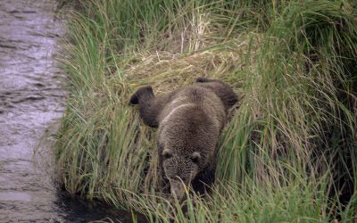 Hiring a Float Plane and Being Dropped Off into the Kodiak Island Wilderness for a Week with the World’s Largest Bears