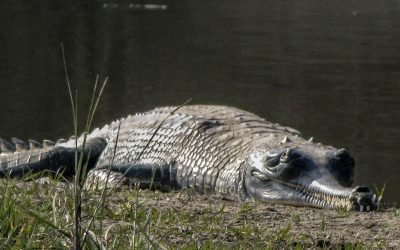 Being Chased by a Rhino in the Jungles of the Terai in Chitwan National Park and Observing Sacred Hindu Cremations in Katmandu