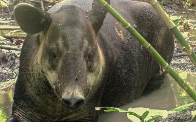 Backpacking the Oso Peninsula and Corcovado National Park-Simply One of the Best Places to Spot Wildlife in a Rainforest, Costa Rica