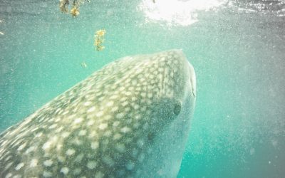 Swimming With Whale Sharks and the Bizarre Desert World of Lake Assale
