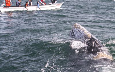 Petting Grey Whales in the Lagoons of Baja, Mexico