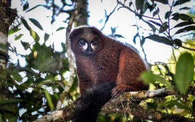 Trekking Through the Spiny Deserts, Savannahs and Rainforest of Madagascar to See the Most Amazing and Adorable Animals Found Anywhere on the Planet