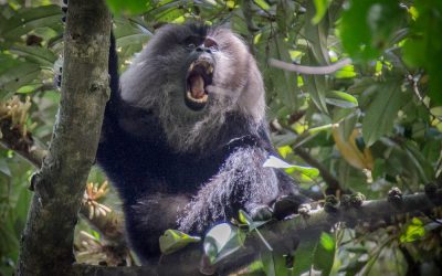 Lazing About the Backwaters of Kerala in a Houseboat, and Tracking Wildlife in the National Parks of the Southern Ghats, India