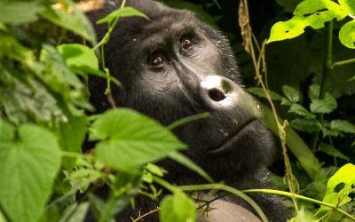 Tracking Mountain Gorilla’s, and Adventures Into the Rain Shrouded Fabled Mountains of the Moon-Rwenzori Mountains and Queen Elizabeth National Park