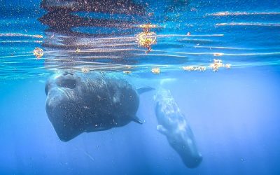 Swimming with Sperm Whales-World’s Largest Toothed Predator and Exploring Dominica’s Wealth of Natural Treasures