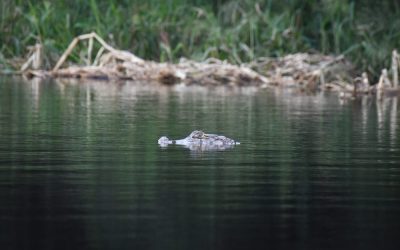 The Paraguayan Pantanal-Least Visited Area of One of the Least Visited Countries of South America