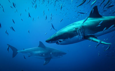 Cage Diving with Great White Sharks in Guadalupe Island, Mexico & South Africa