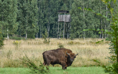 Zubr-Bison Tracking in Europe’s Largest Old Growth Forest