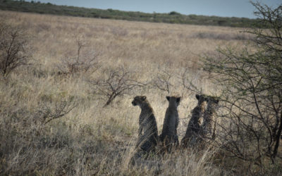 Wilderness Camping Among the Black Maned Lions of the Central Kalahari Desert Reserve