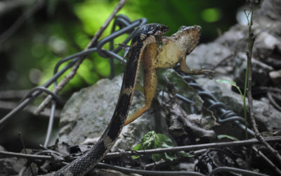 My Uncle’s Return to His Beloved Okinawa After 50 years and Our Self Driving Trip Around the Island