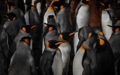 Penguins, Sheep, Sea Lions and Battlefields-Week in the British Falkland Islands