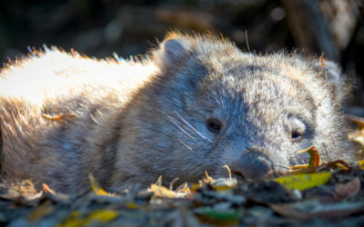 Looking for Wombats and other Cute and Cuddly Creatures on Maria Island, Tasmania