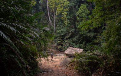Venturing into the Northern Jungles of Htamanthi Reserve, Myanmar as One of the First Tourists to Obtain a Permit to Visit the Region