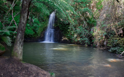 Auckland and Exploring Wild Glow Worm Caves, New Zealand