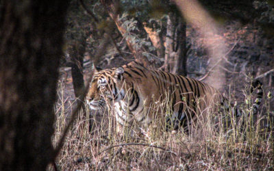 Tigers, Taj Mahal, Temples Dedicated to Rats and the Thar Desert